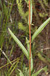 Narrowleaf primrose-willow